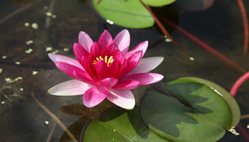 미니수련원 이미지