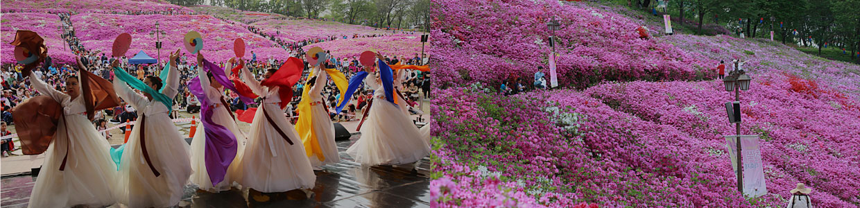 One million dyes the city pink, Gunpo Royal Azalea Festival picture
